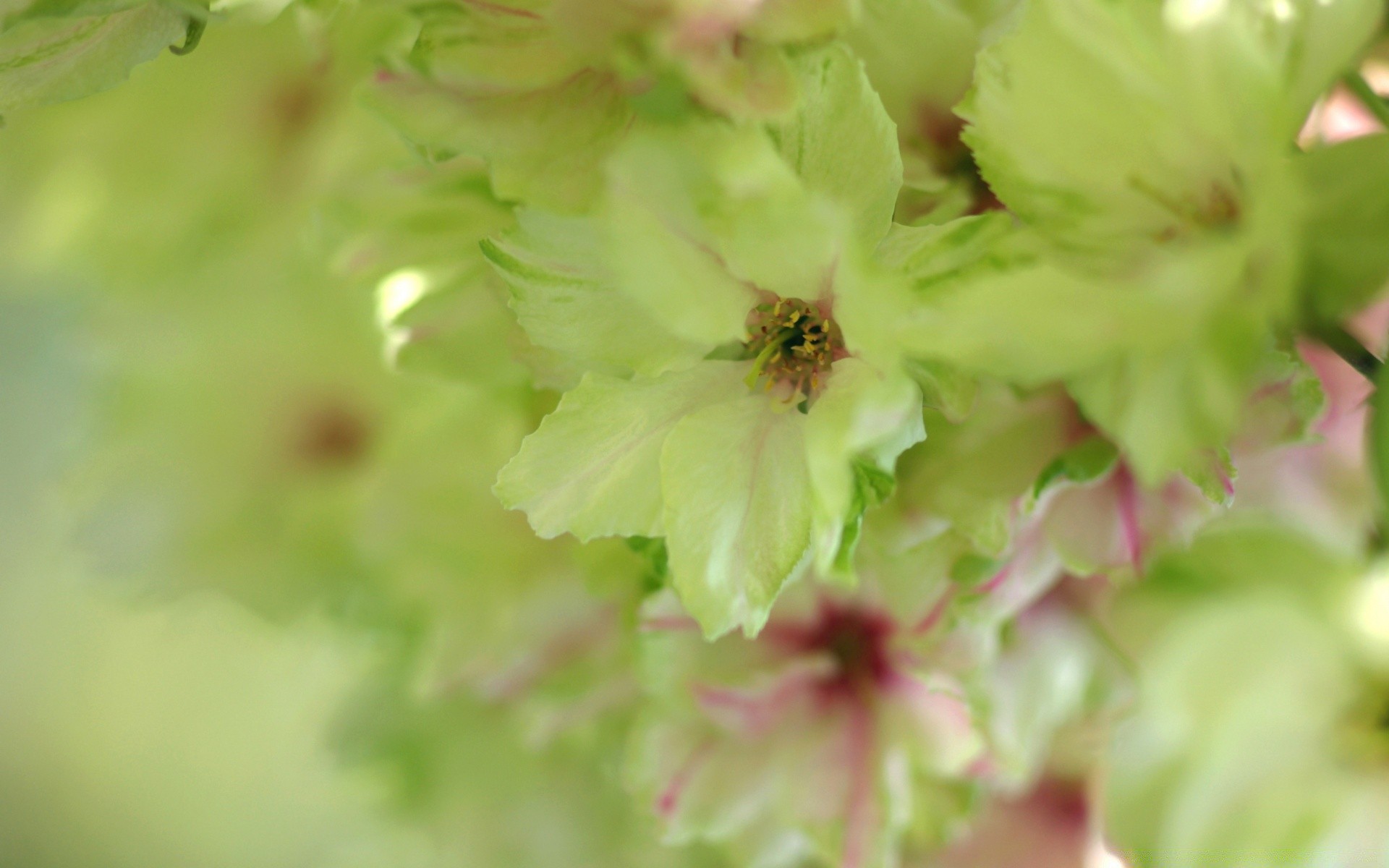 macro nature feuille fleur flore été à l extérieur jardin croissance flou beau temps