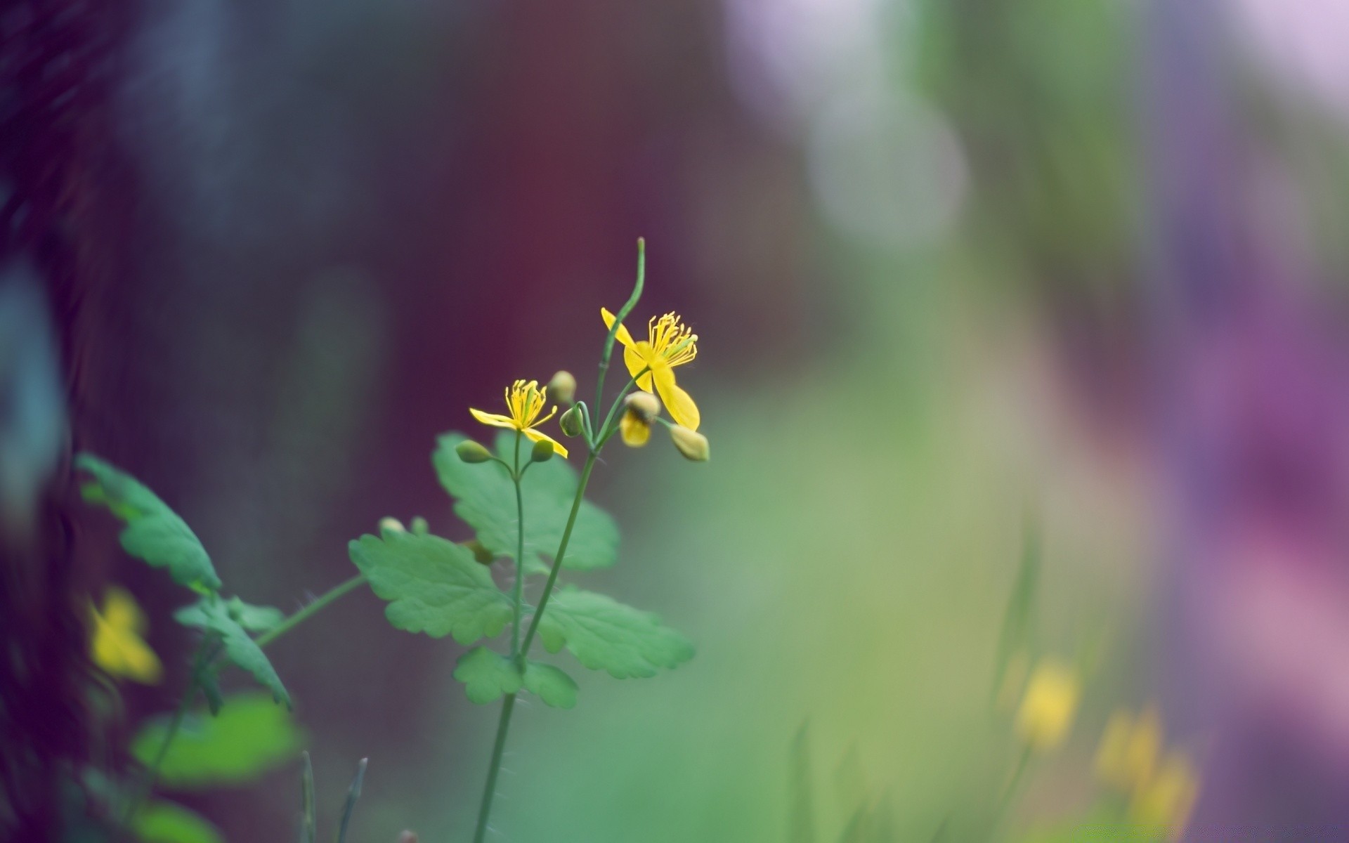 makro fotoğrafçılığı doğa çiçek yaz bulanıklık yaprak flora büyüme açık havada güzel havalarda bahçe çimen parlak