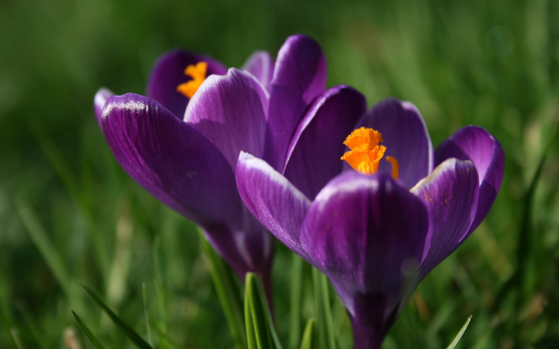 makro blume krokus natur gras ostern garten flora sommer blatt violet heuhaufen farbe safran tulpe hell blumen blütenblatt feld blühen