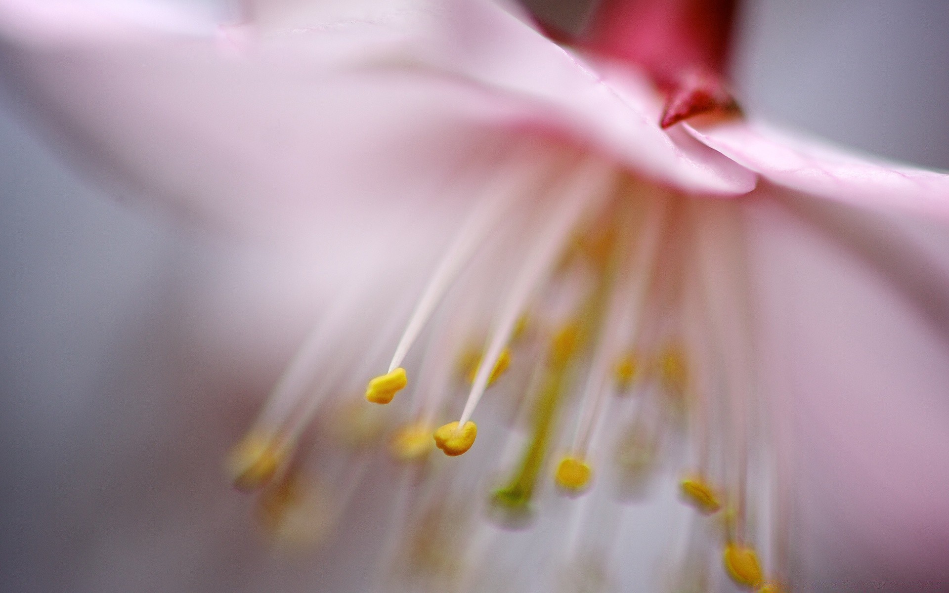 makro fotoğrafçılığı çiçek doğa flora bahçe bulanıklık renk yaz yakın çekim yaprak petal güzel parlak çiçek açan natürmort narin