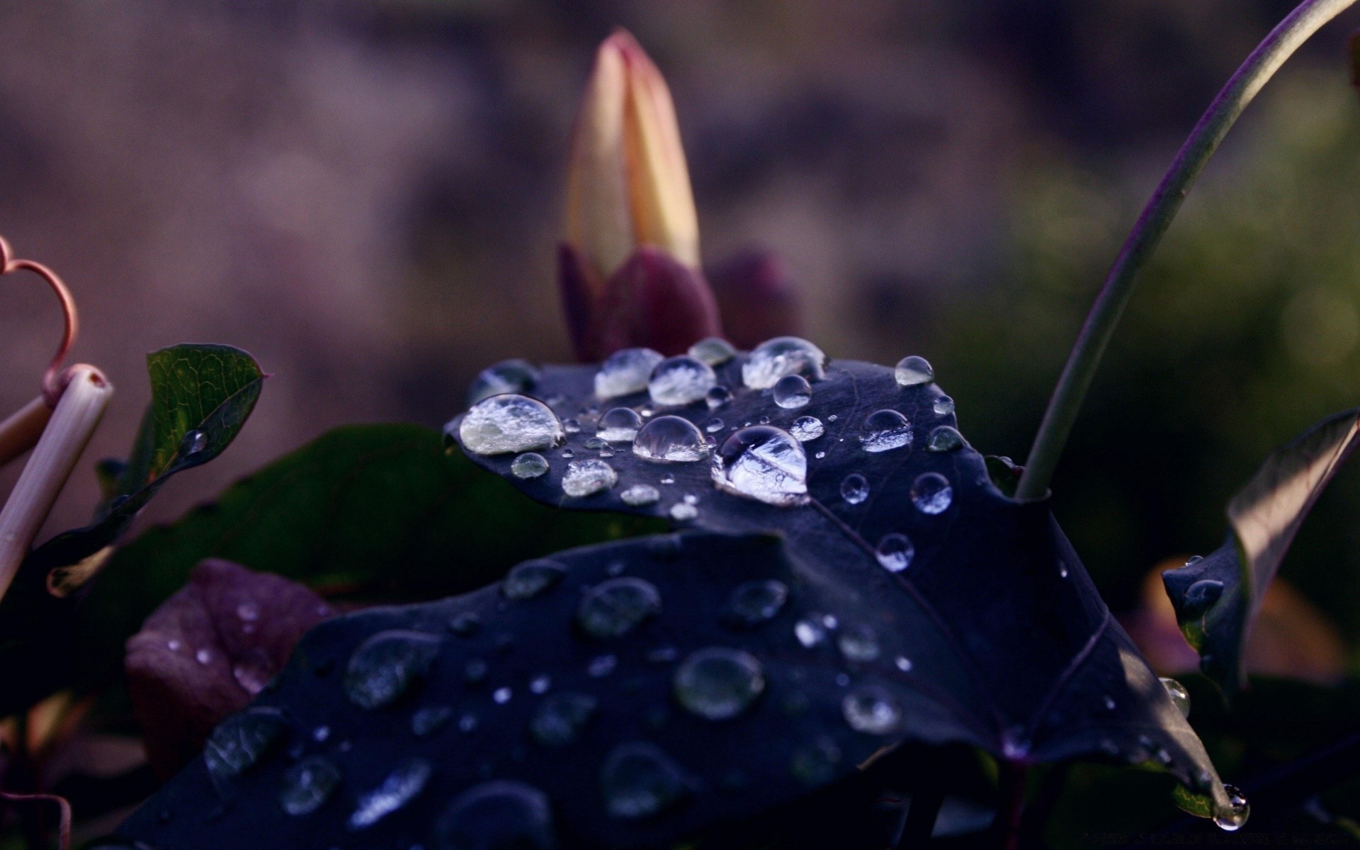 makro fotoğrafçılığı doğa çiçek açık havada yaprak flora bahçe yakın çekim çimen yaz damla yağmur güzel renk