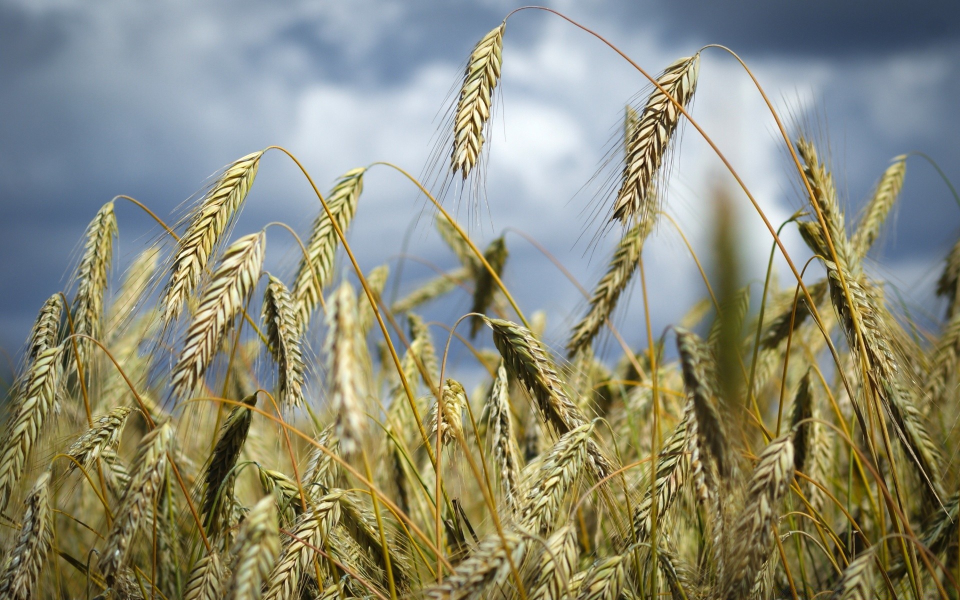 macro cereal wheat bread rye corn pasture crop barley straw gold rural seed farm field flour agriculture growth farmland spike countryside