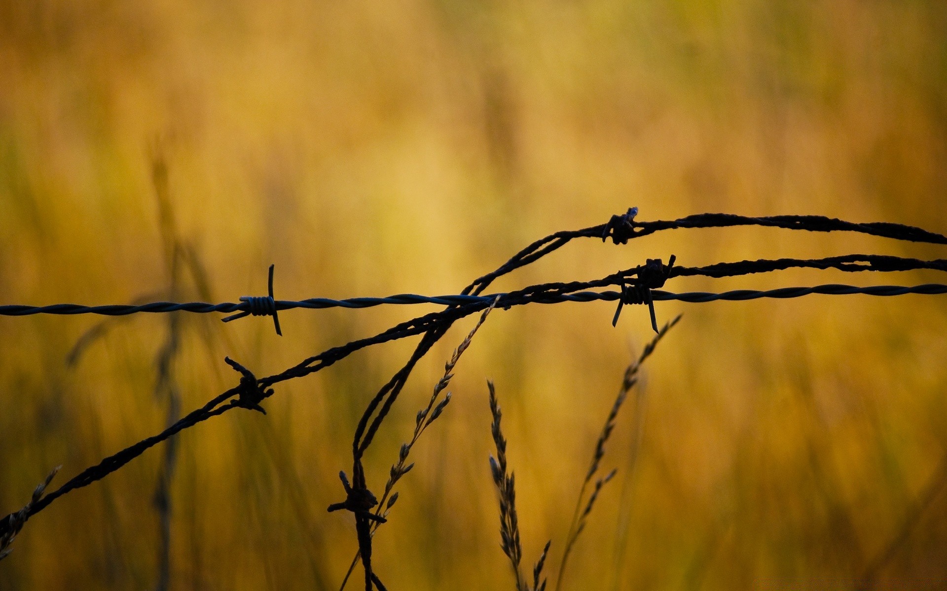 macro fil de fer barbelé clôture aube nature fil coucher de soleil ciel soleil herbe à l extérieur champ lumière paysage prison rosée beau temps silhouette araignée