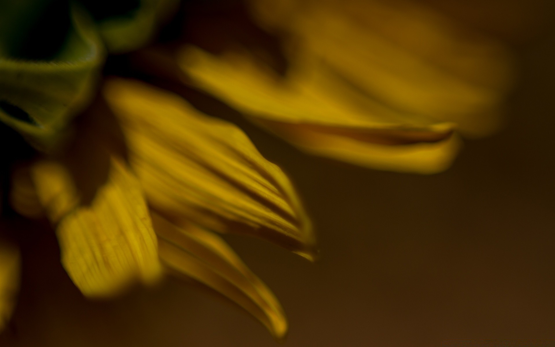 macro sfocatura fiore natura luce natura morta flora foglia colore astratto all aperto desktop luminoso