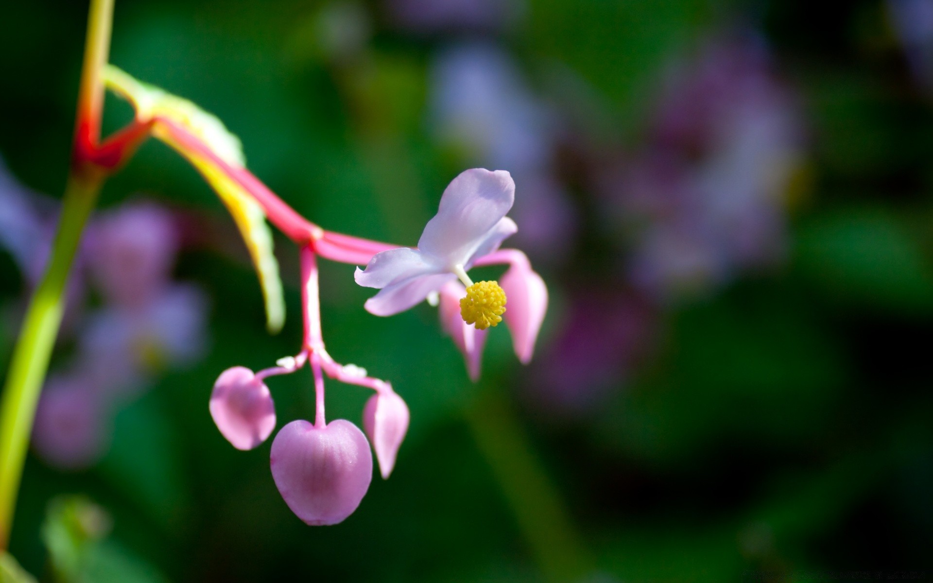 macro nature flower leaf flora garden outdoors summer growth color