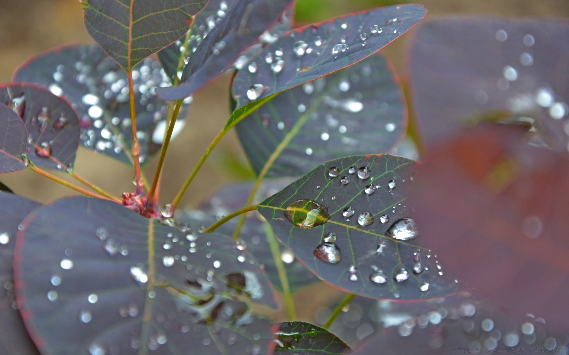 macro pluie feuille rosée nature eau goutte à l extérieur flore humide automne été lumière jardin arbre couleur environnement gouttes bois