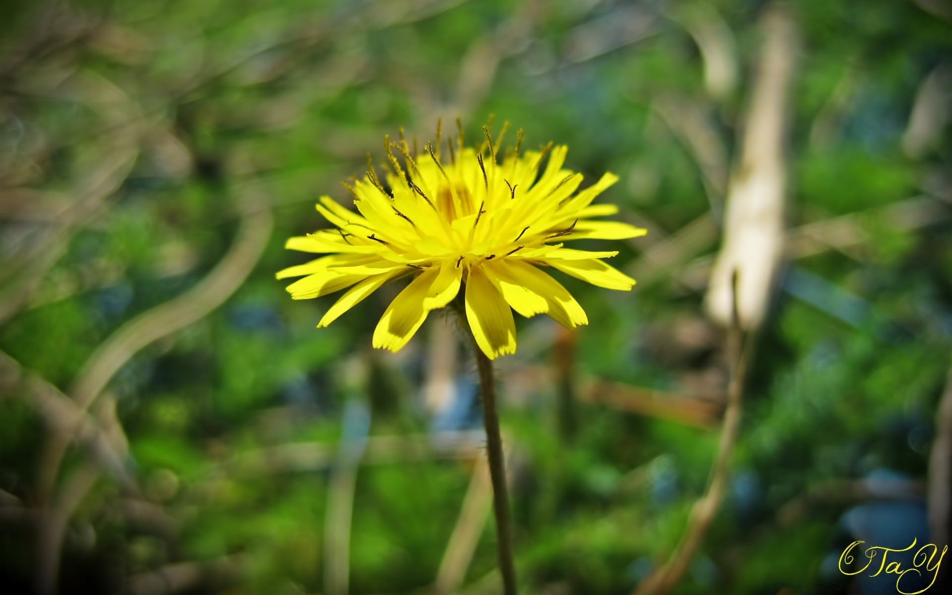 makroaufnahme natur sommer im freien blatt flora blume wild gras wachstum gutes wetter garten hell