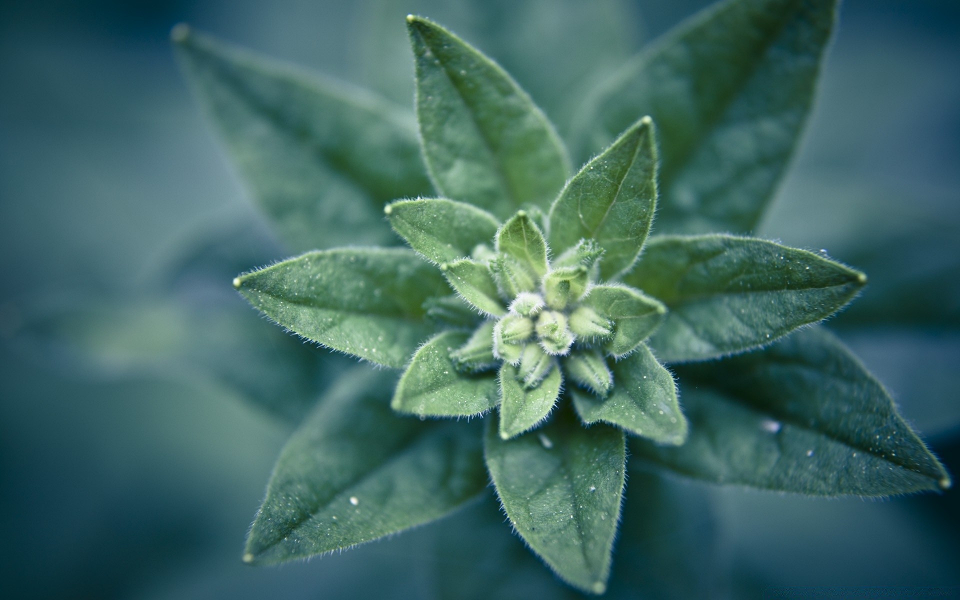 makroaufnahme blatt wachstum natur flora im freien essen kräuter