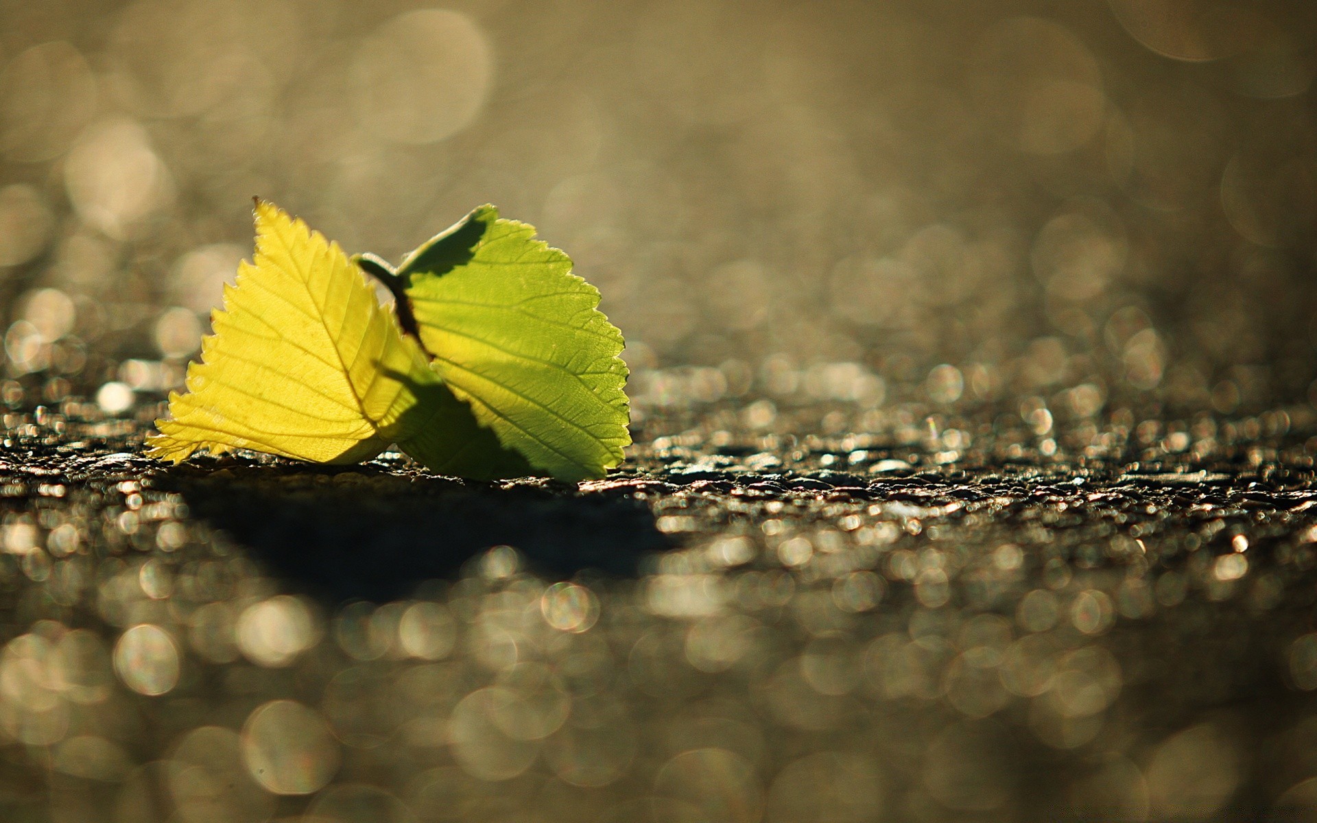 macro leaf nature fall light outdoors close-up flora desktop beautiful color summer wood sun butterfly garden bright rain fair weather environment