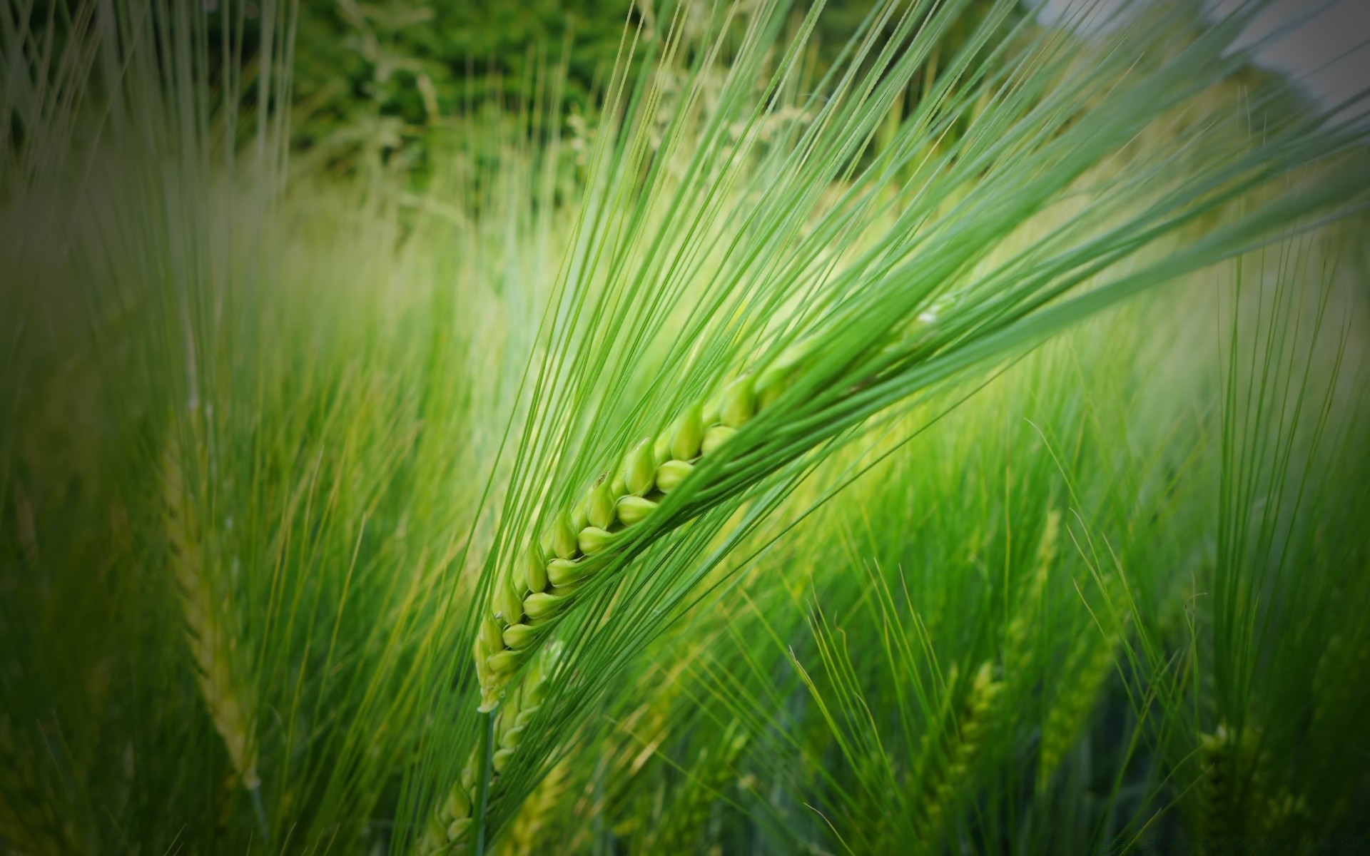 makroaufnahme wachstum natur flora gras sommer blatt flocken im freien weizen üppig ländlich umwelt sonne gutes wetter weide morgendämmerung bauernhof feld