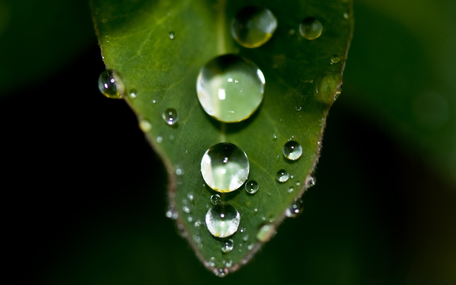 macro rugiada pioggia goccia gocce bagnato foglia acqua pulizia gocce natura flora giardino ambiente pulito waterdrop close-up bolla pulito