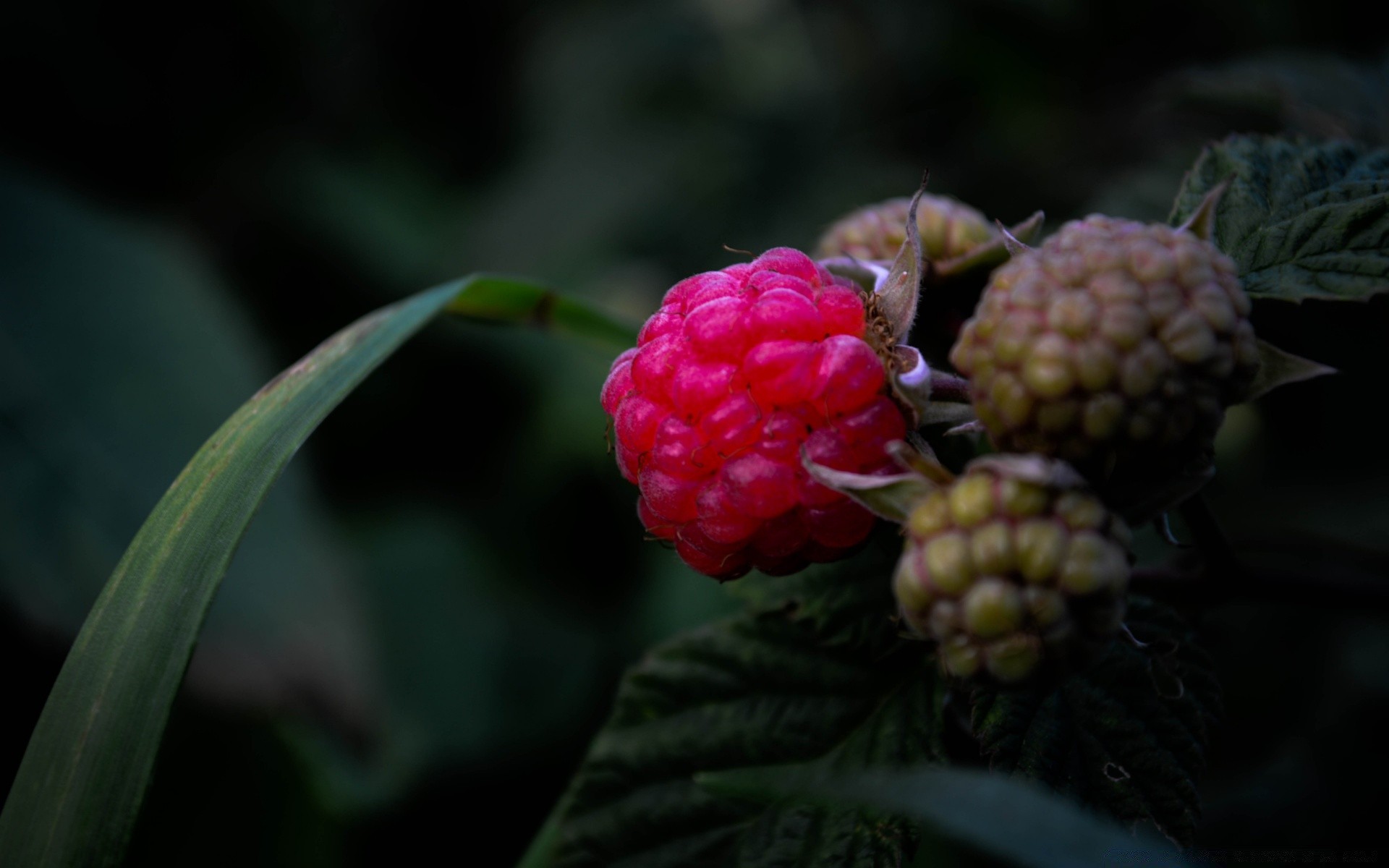 macro fruta naturaleza comida hoja baya color pastelería jardín primer plano verano flora al aire libre