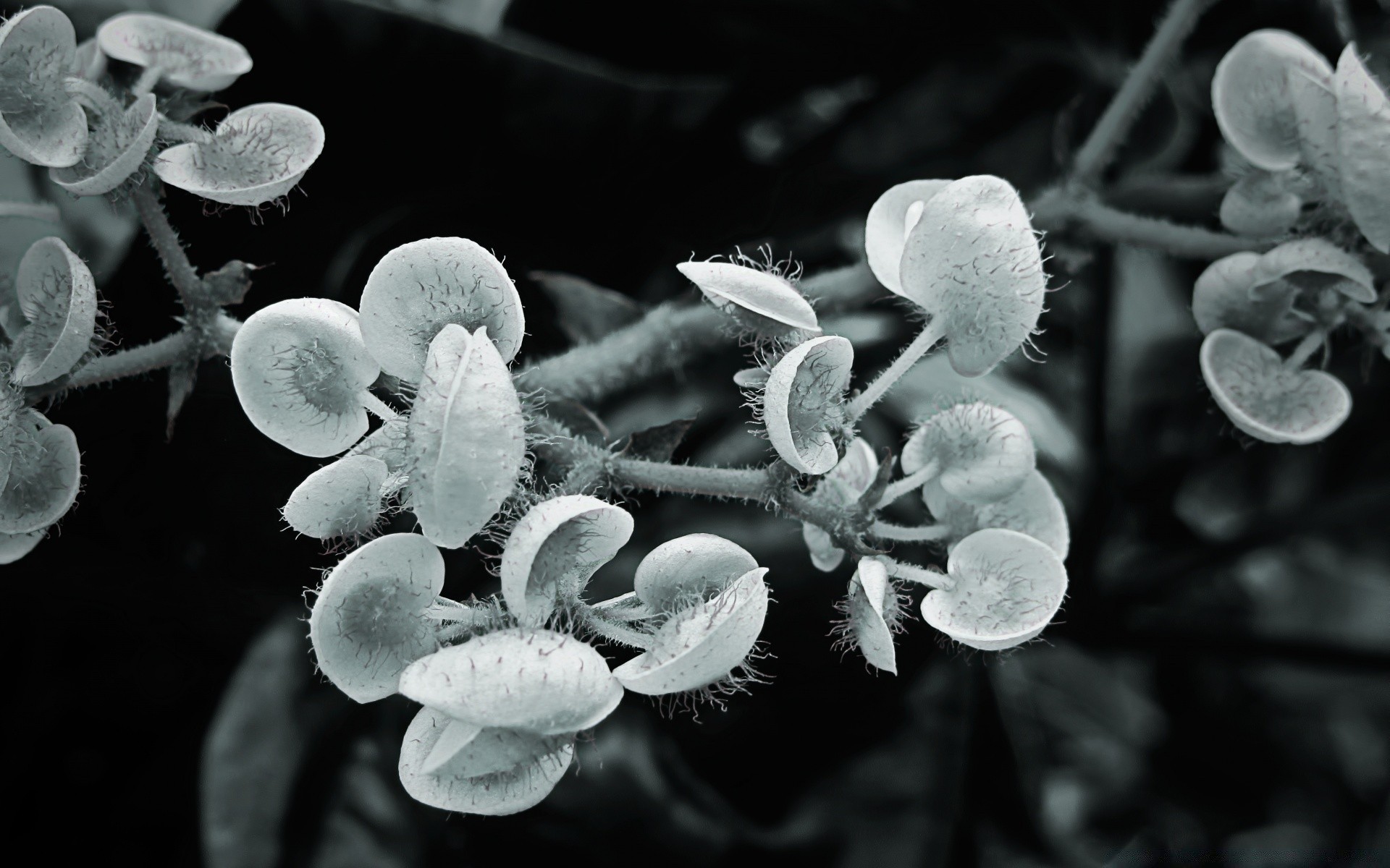 makro fotoğrafçılığı doğa flora tıp biyoloji sezon yakın çekim yaprak ağaç büyüme masaüstü şube