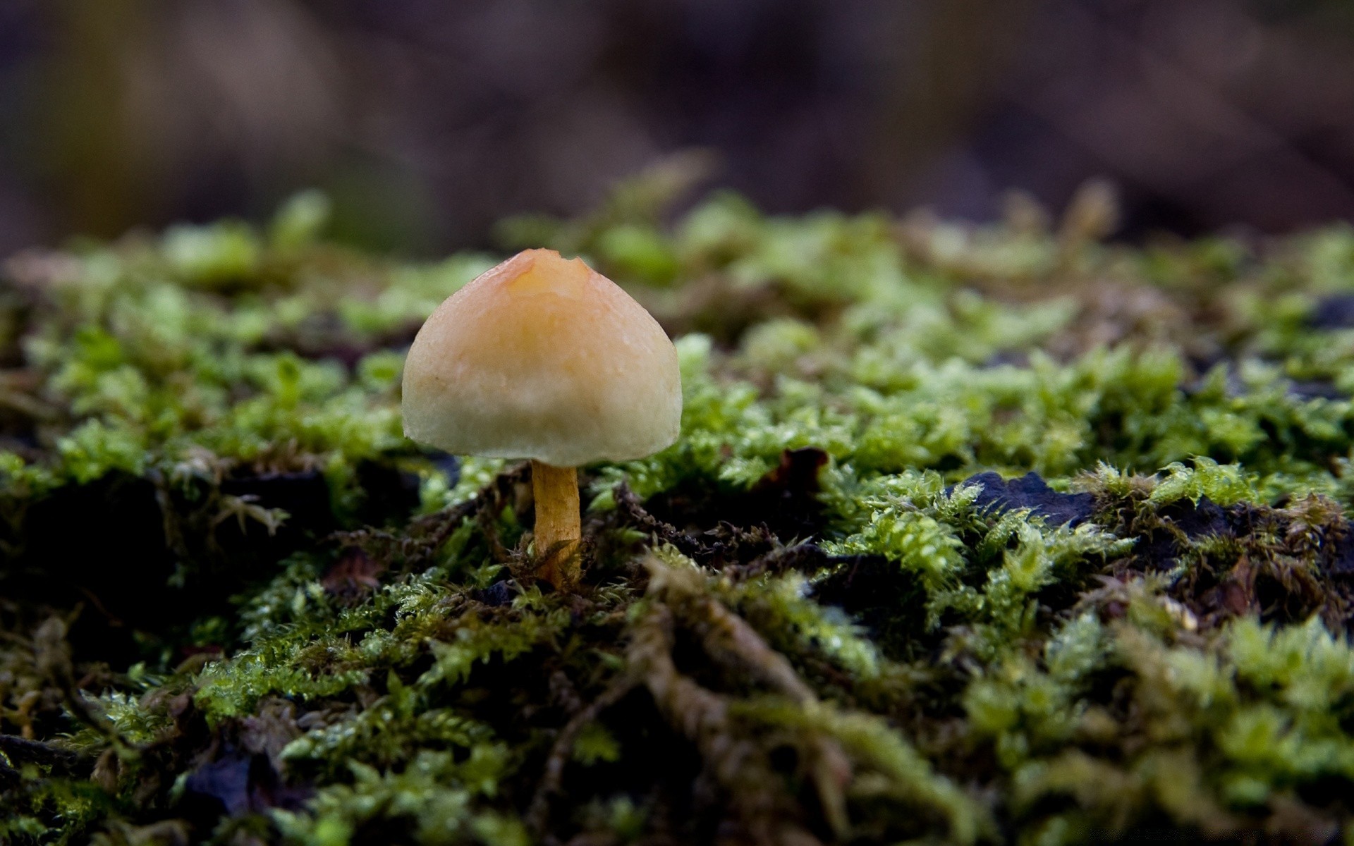 makro grzyb grzyb mech jesień natura perkoz borowik drewno jadalny wzrost dziki odkryty zarodnik trawa liść flora sezon trucizna