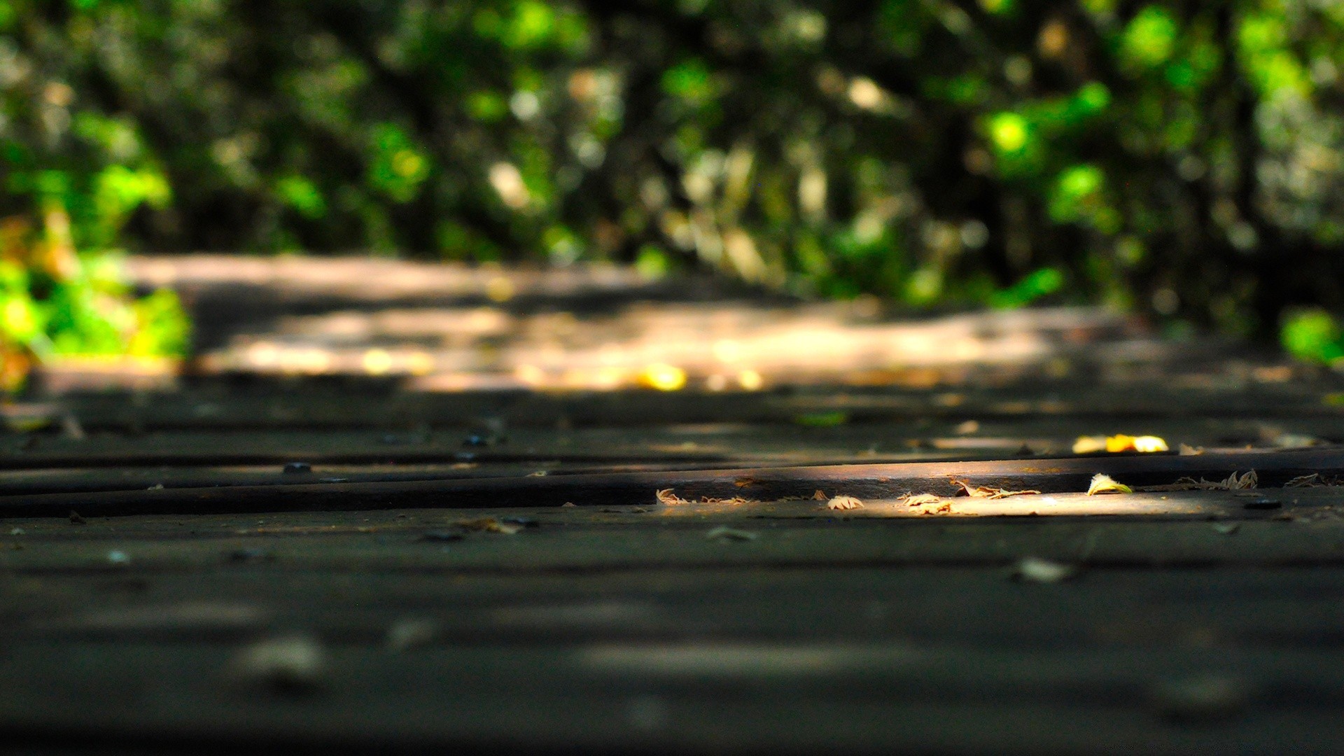 macro agua naturaleza desenfoque reflexión madera escritorio luz paisaje hoja color resumen lluvia parque árbol jardín