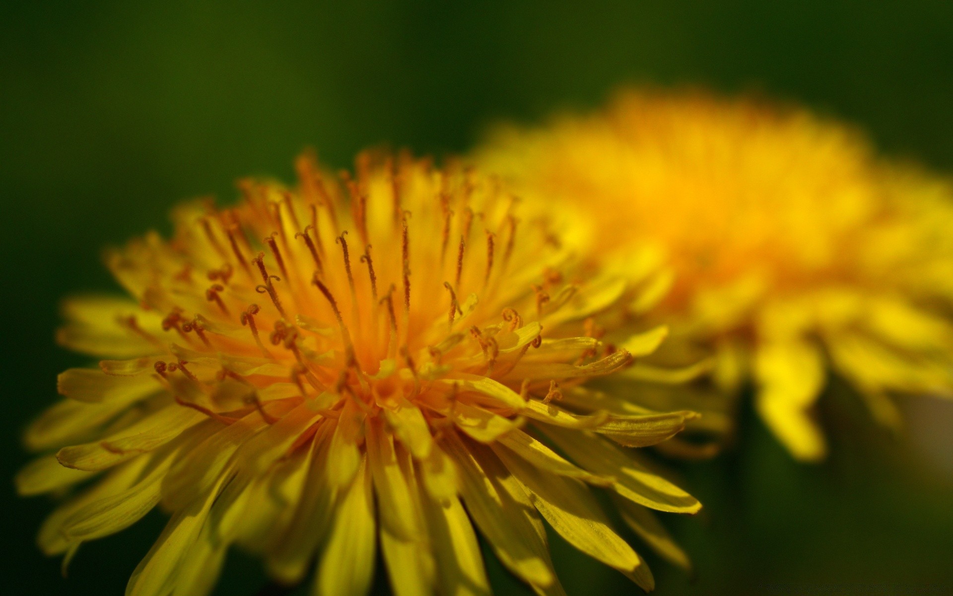 makro kwiat natura flora mniszek lekarski lato ogród płatek bluming kolor sianokosy na zewnątrz jasny pyłek zbliżenie liść