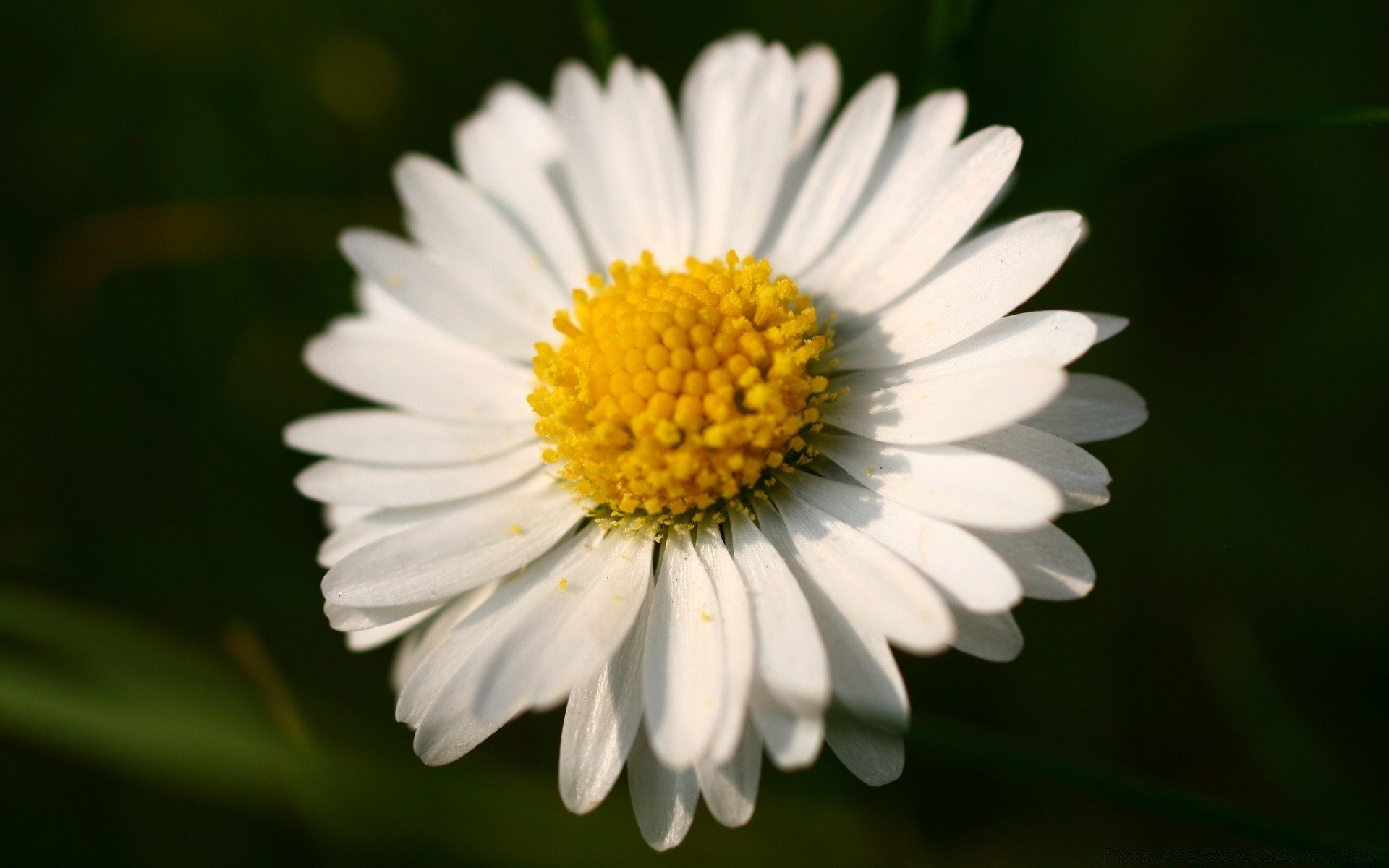 makro natura kwiat flora lato ogród liść płatek kolor bluming wzrost zbliżenie