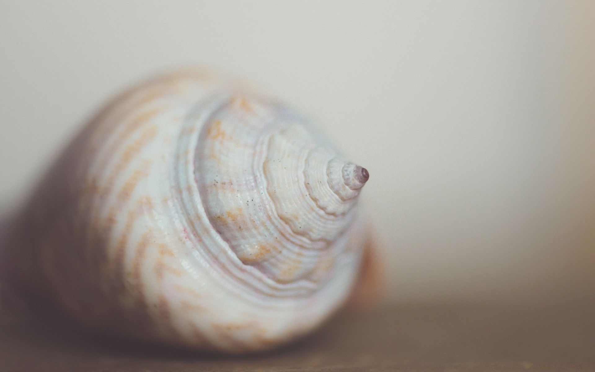 macro coquille coquillages palourdes escargot spirale mer conch bureau plage marine mollusque mer gros plan nature invertébrés océan texture gastéropode couleur