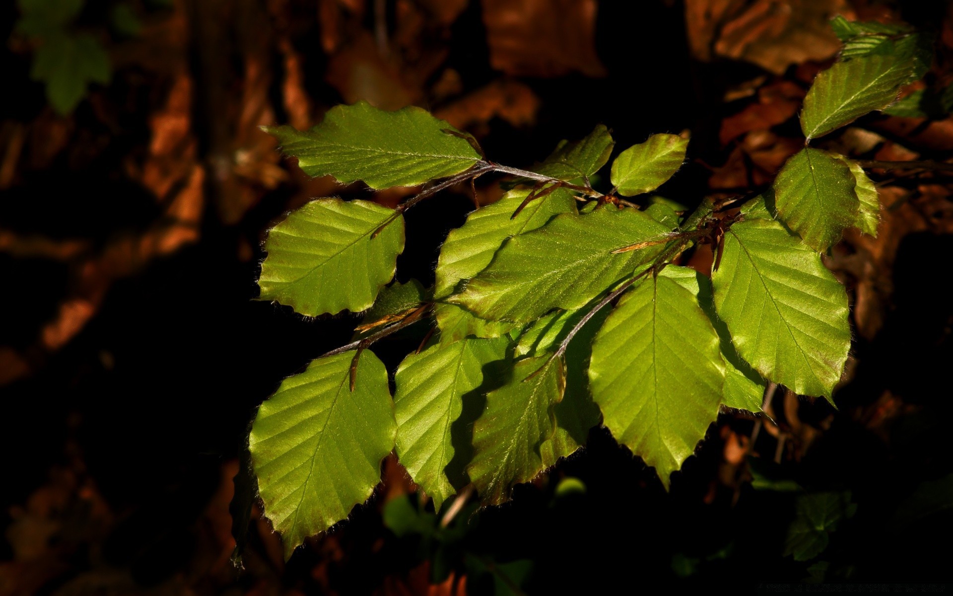 macro hoja naturaleza al aire libre flora crecimiento madera árbol luz medio ambiente otoño parque