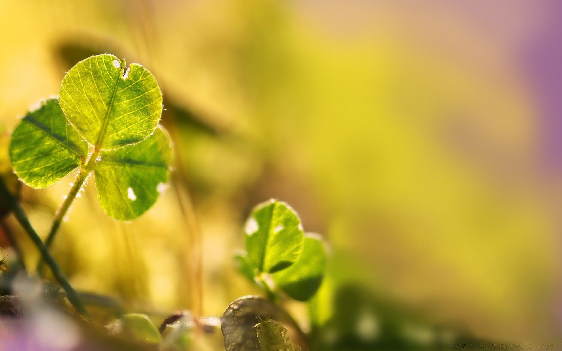 macro leaf blur nature growth flora garden dof summer fair weather outdoors rain