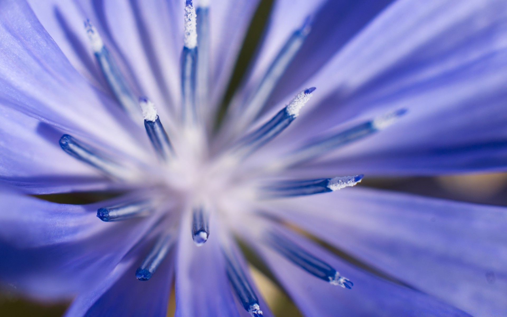 macro fleur nature flou feuille humide flore automne été pétale jardin rosée lumineux