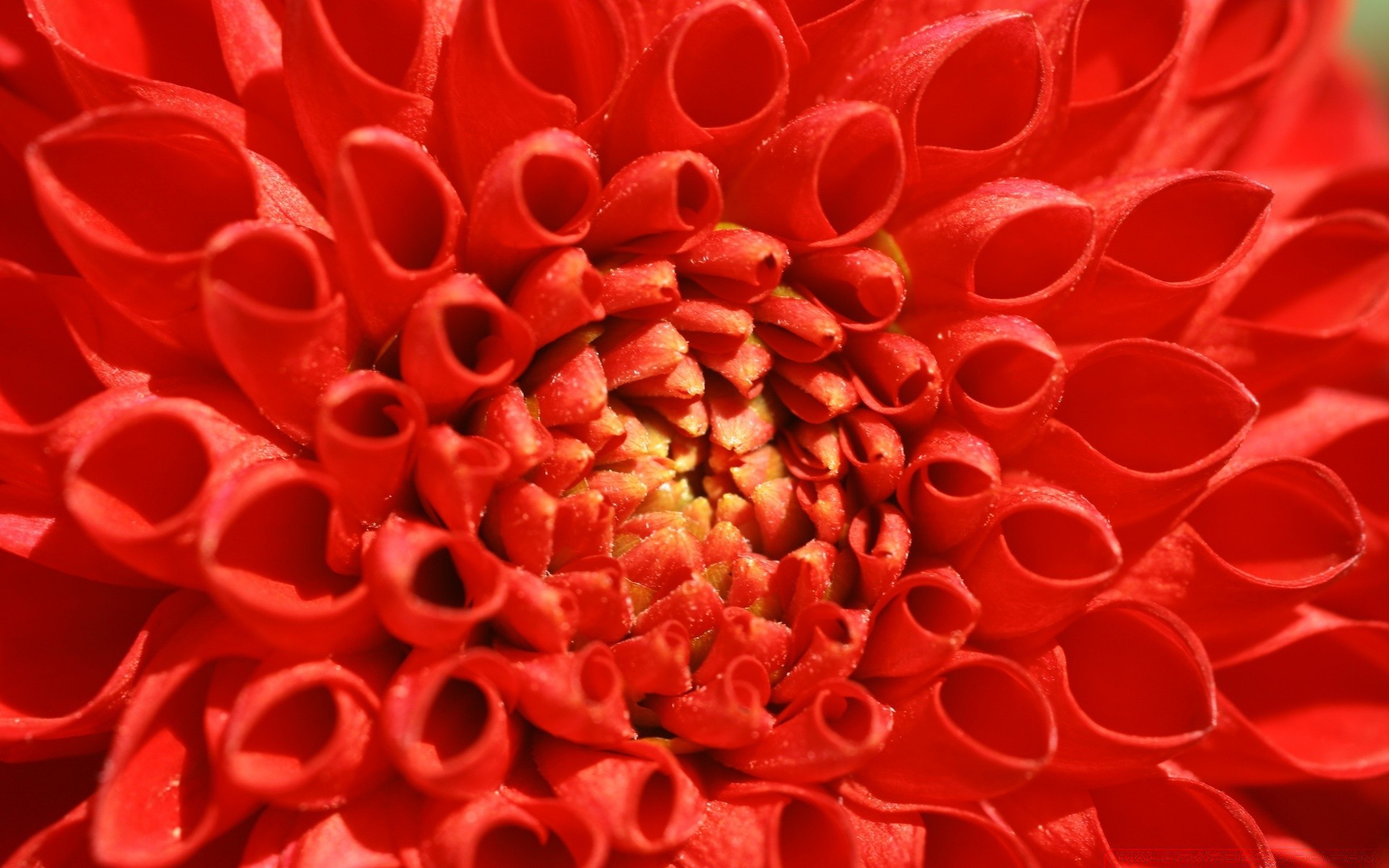 macro área de trabalho cor close-up flor natureza pétala floral próximo flora textura blooming padrão jardim abstrato decoração bela