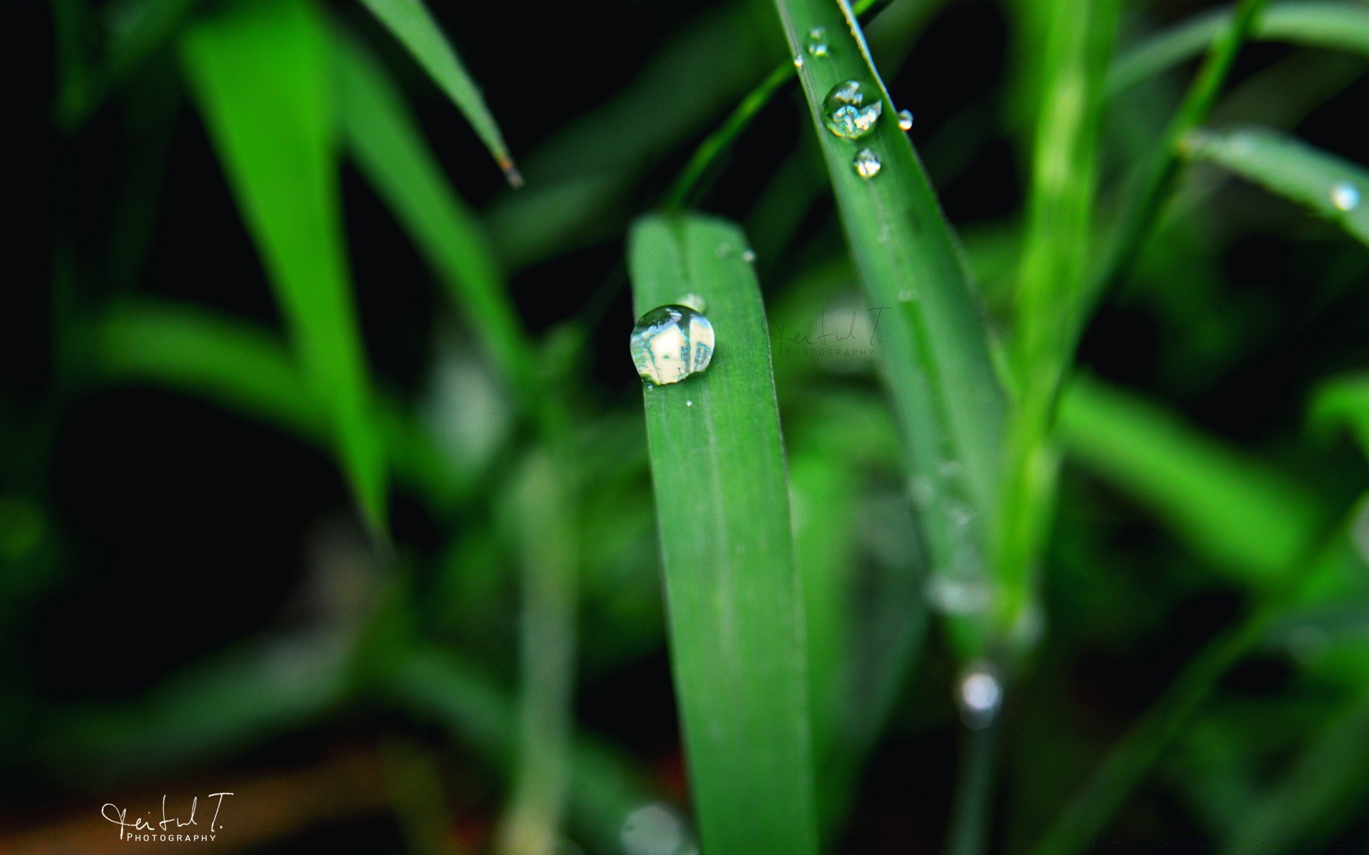 makro blatt tau natur flora gras fallen steigen regen im freien klinge medium garten sommer nass frische sauberkeit