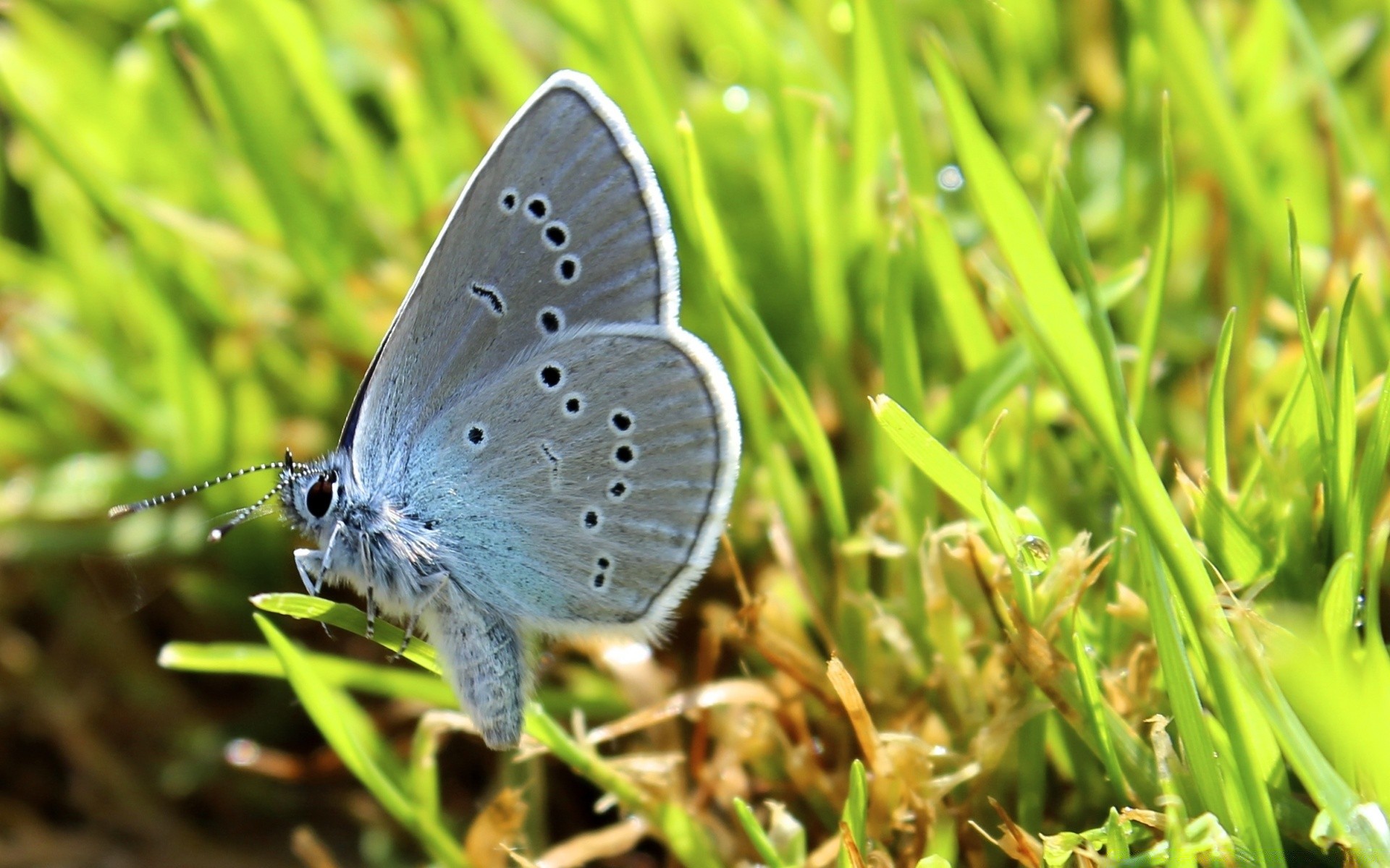 makro fotoğrafçılığı doğa kelebek çimen böcek yaz açık havada küçük bahçe saman hayvan vahşi flora yaprak ortamlar yakın çekim yaban hayatı kanat sezon parlak