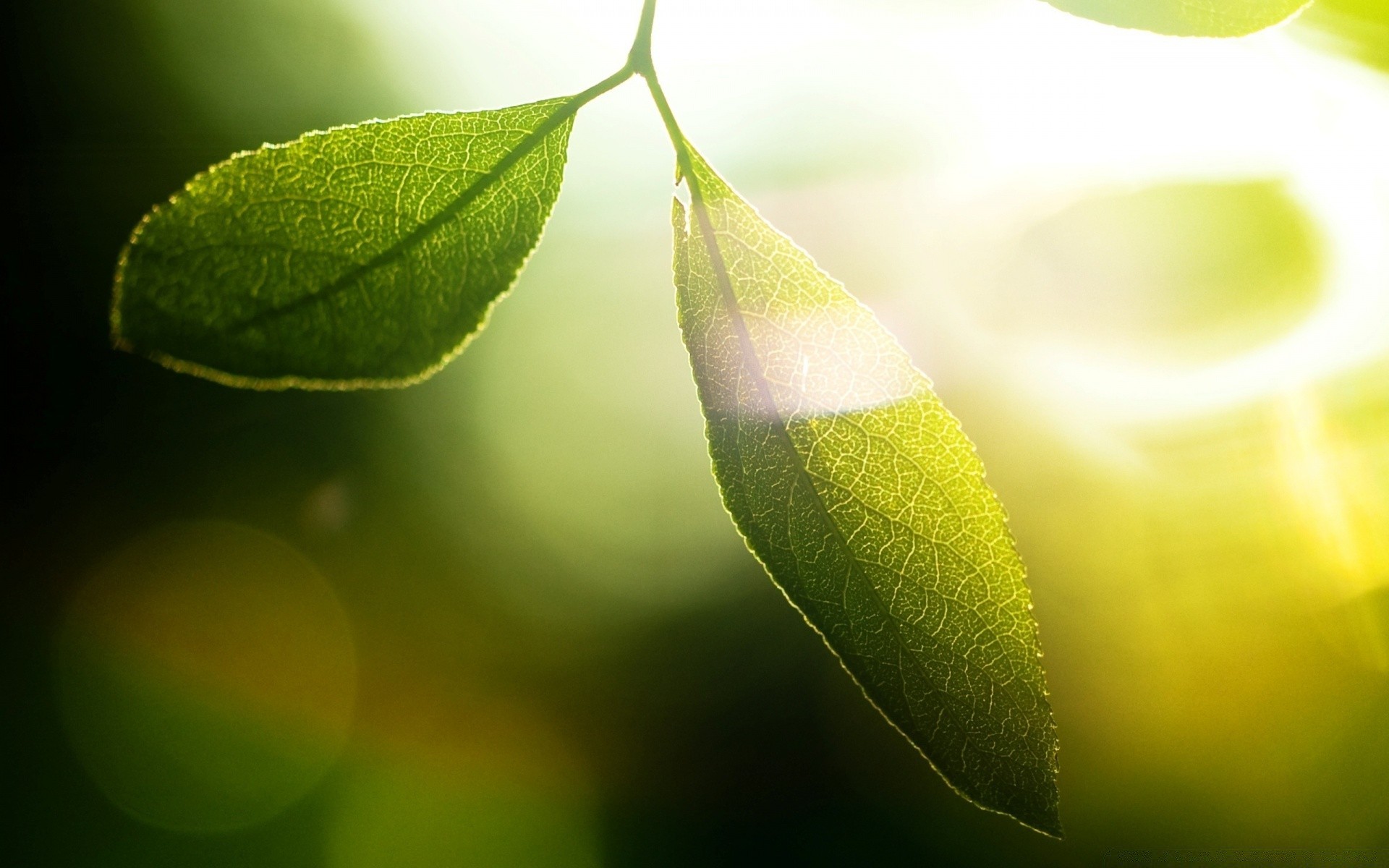 macro leaf nature flora growth rain dew summer bright blur drop close-up light garden dof