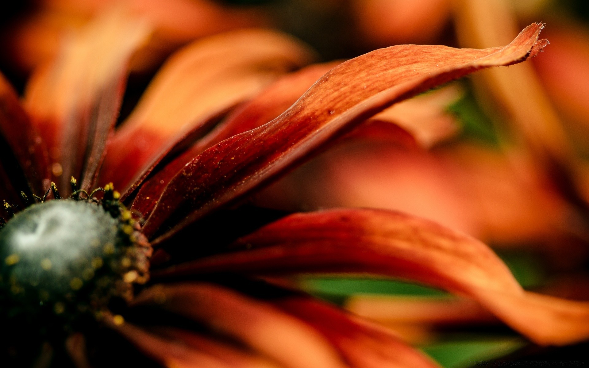 macro naturaleza flor desenfoque hoja color verano