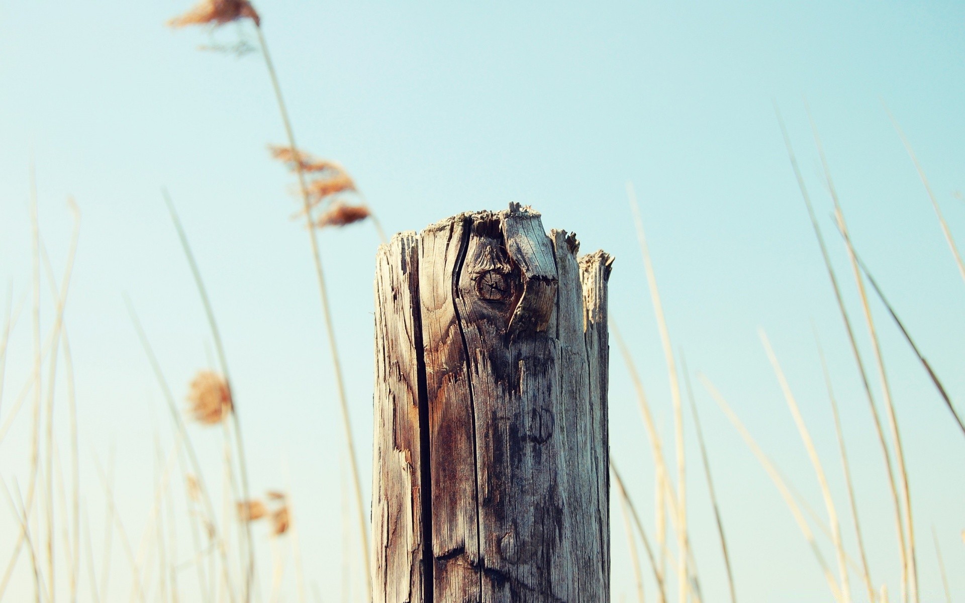 macro summer nature wood sky outdoors