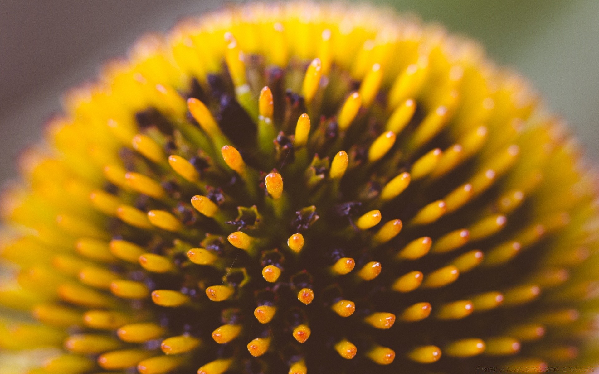 makro natura rozmycie kwiat flora lato medycyna