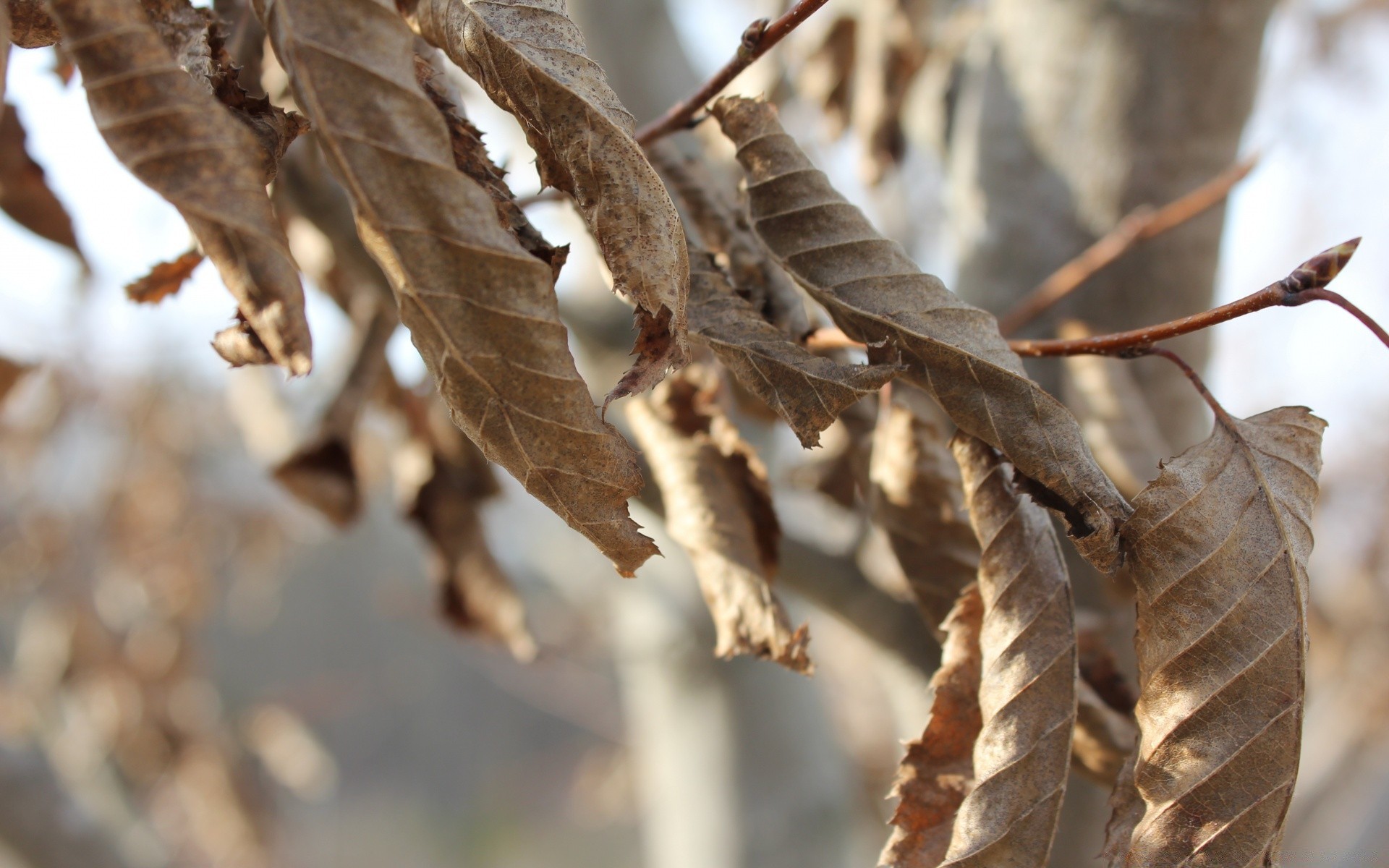 makro natura liść na zewnątrz drzewo jesień drewno zima dzika sucha flora zbliżenie oddział zimny owad zwierzę sezon