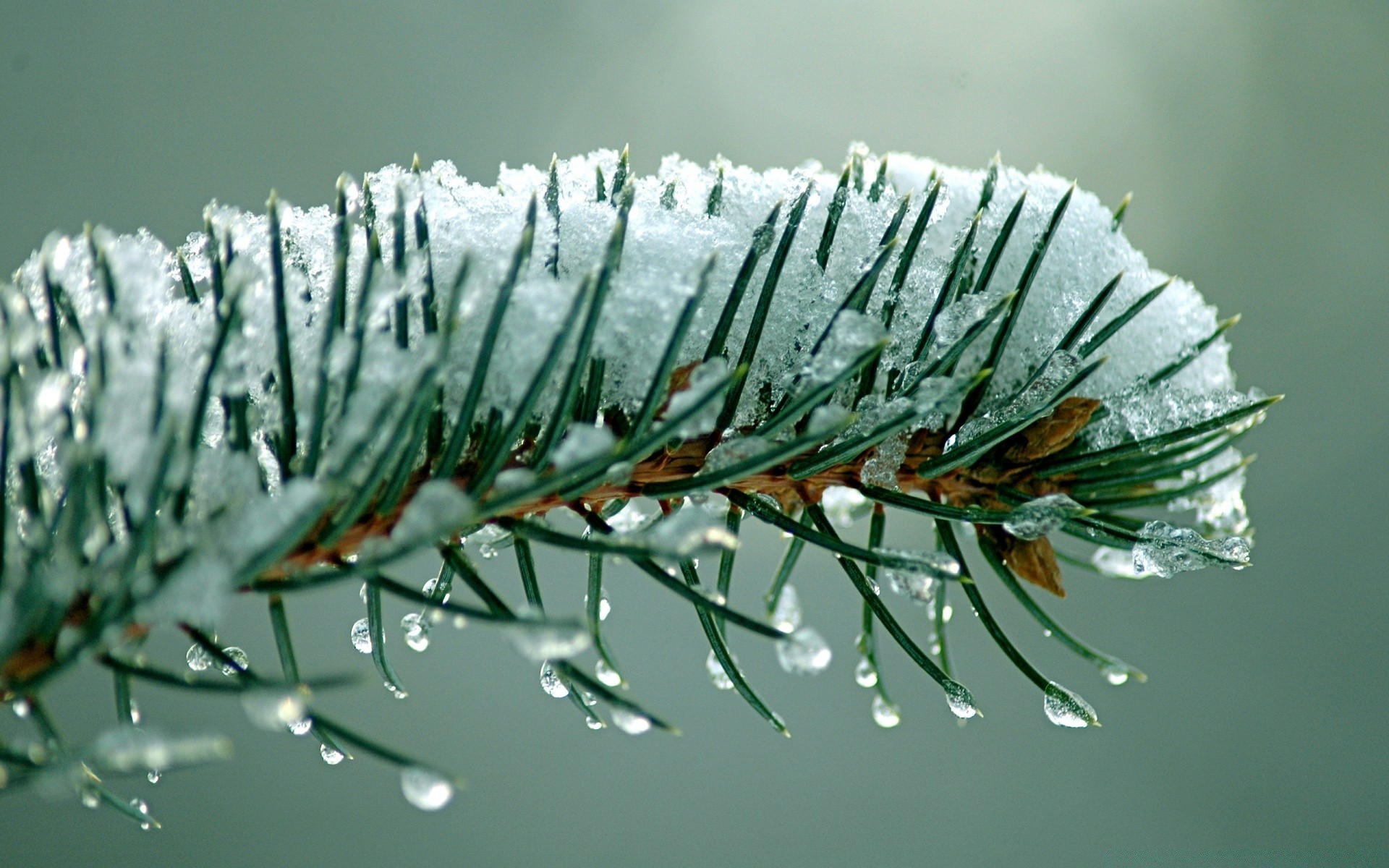 macro hiver noël nature arbre aiguille gros plan pin conifère evergreen bureau branche vacances feuille neige saison gel sapin