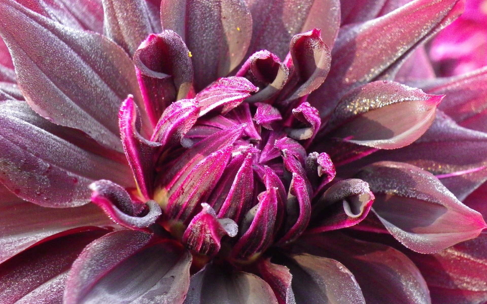 makro fotoğrafçılığı çiçek doğa flora bahçe renk çiçek yaz yakın çekim güzel yaprak botanik petal çiçek açan masaüstü egzotik tropikal doku sulu meyveler