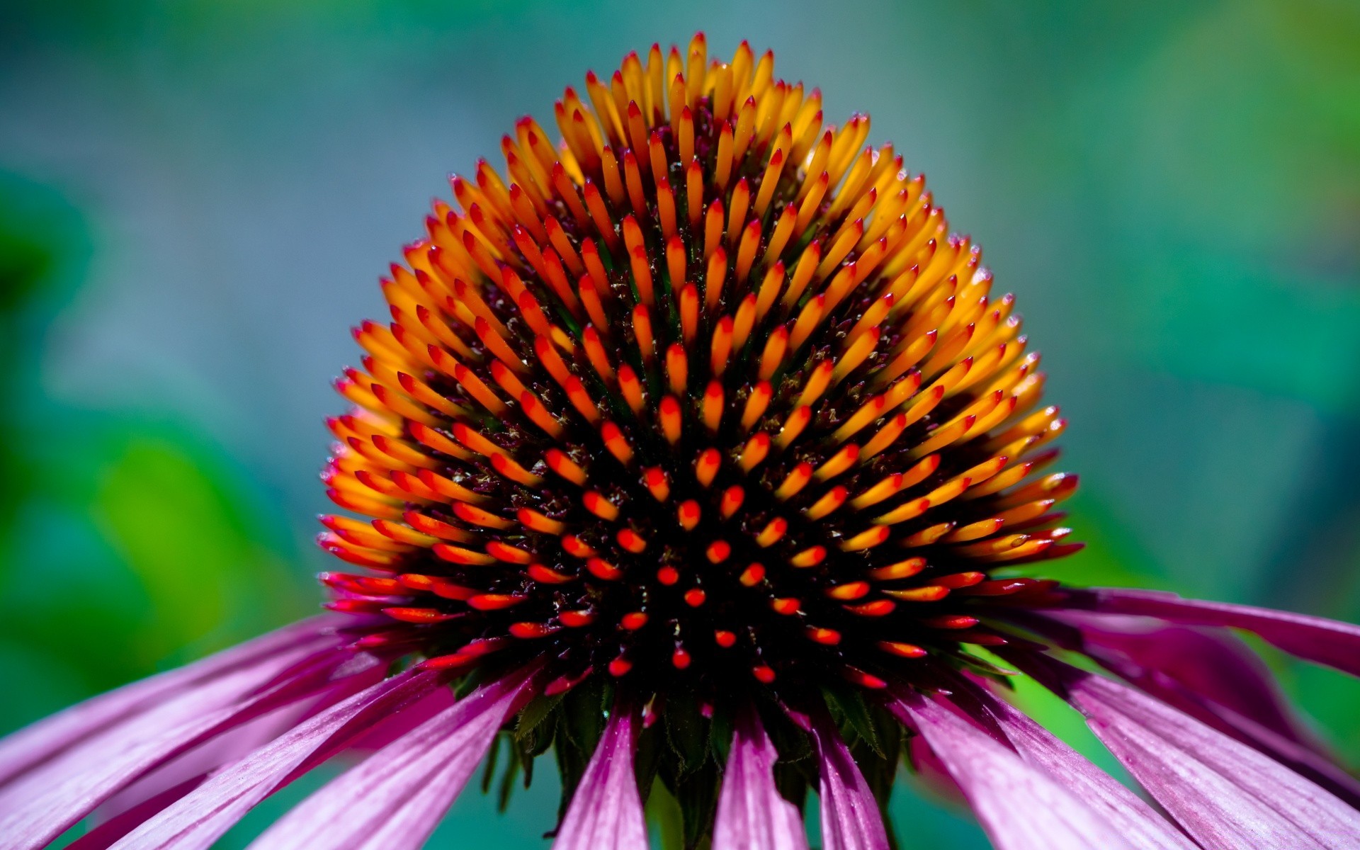 macro flower coneflower nature flora garden outdoors color summer blur insect leaf perennial bright close-up petal beautiful