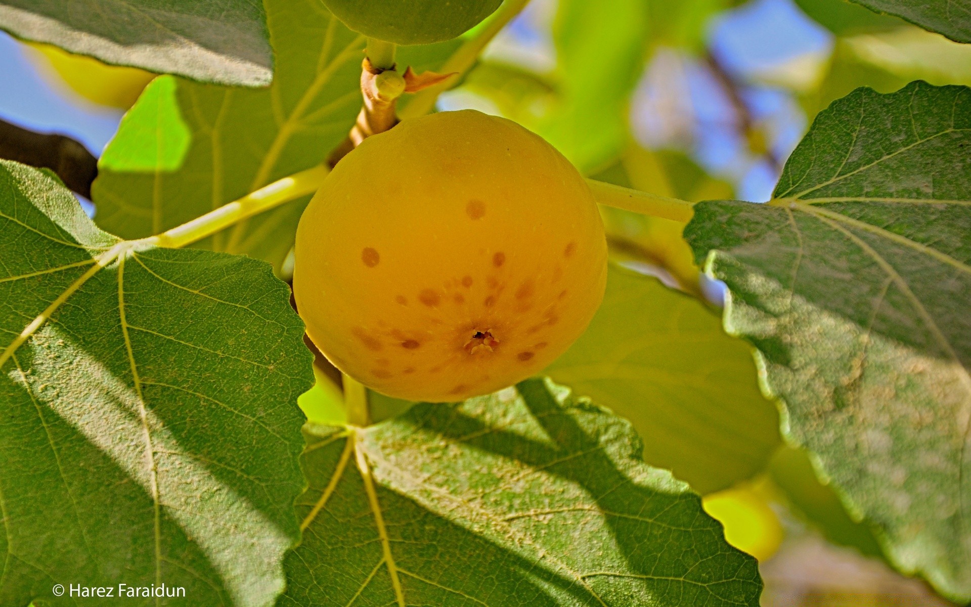 macro feuille nature automne flore fruits à l extérieur été croissance lumineux gros plan alimentaire pâturage branche arbre couleur santé agriculture jardin saison