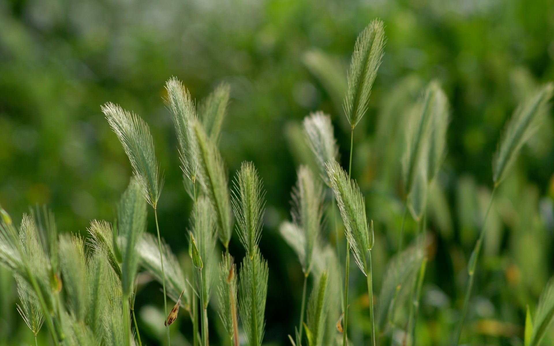 macro natura foglia flora crescita erba campo agricoltura estate fattoria rurale cereali pascolo grano