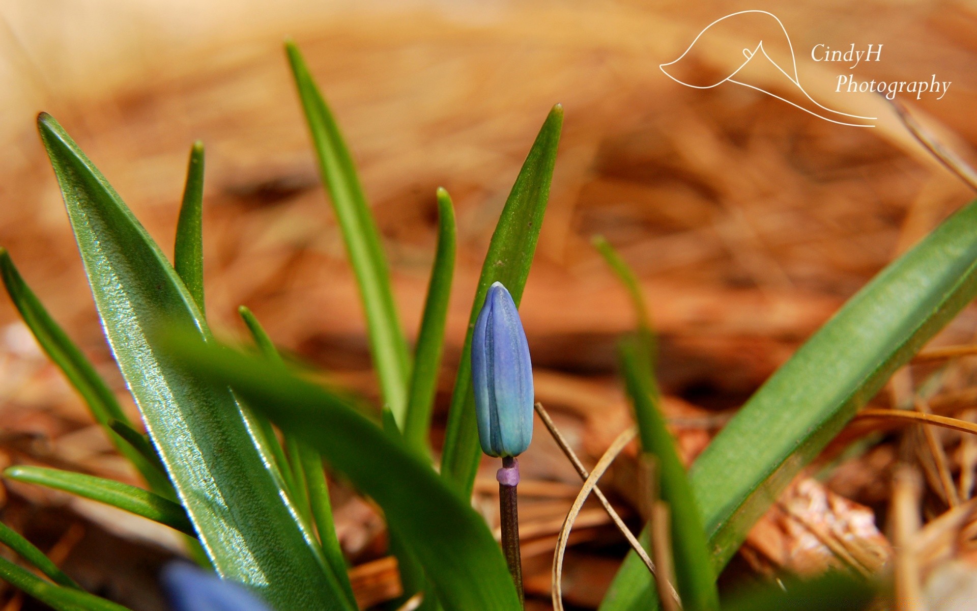 makro natura liść flora wzrost ogród wielkanoc trawa na zewnątrz jasny sezon wcześnie kwiat zbliżenie lato