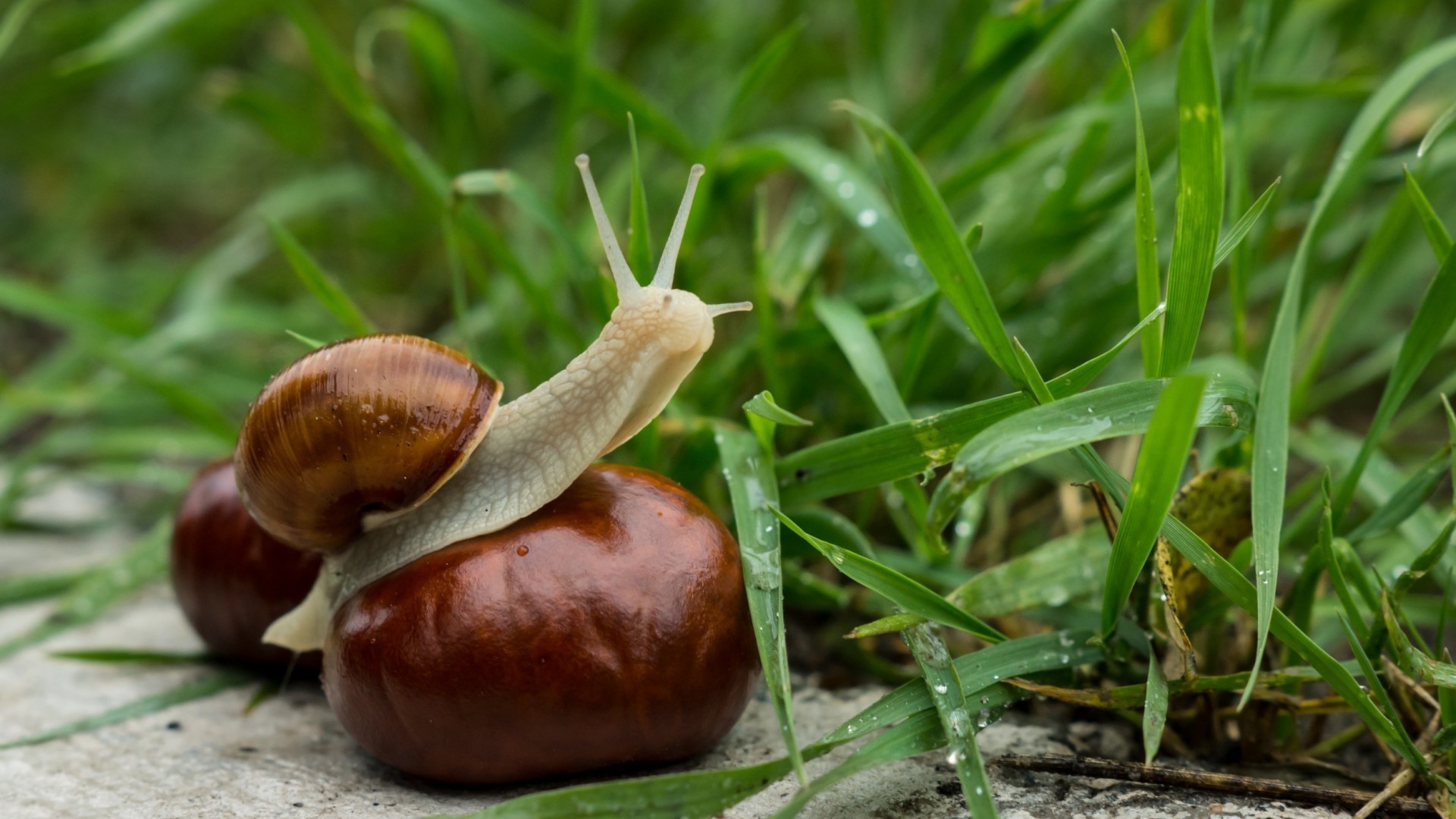 animales naturaleza comida otoño hoja flora hierba jardín granja primer plano escritorio temporada madera al aire libre caracol