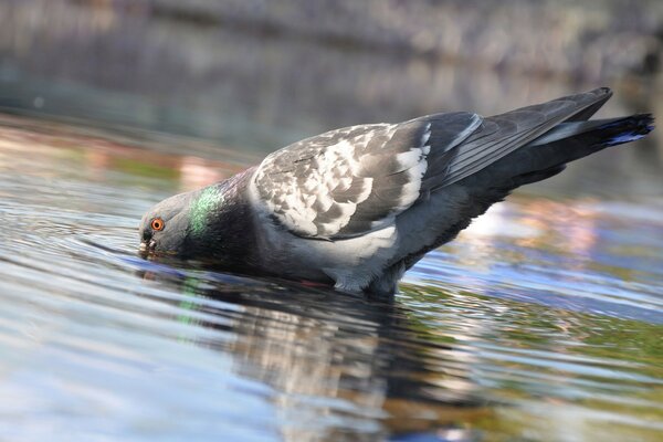 Pigeon drinks from the lake