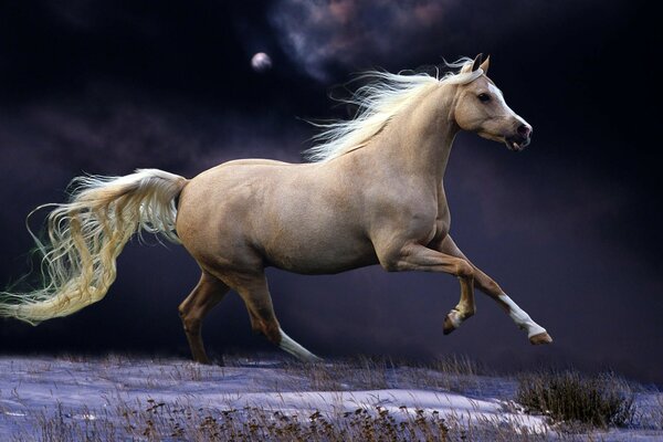 Caballo blanco contra el cielo oscuro