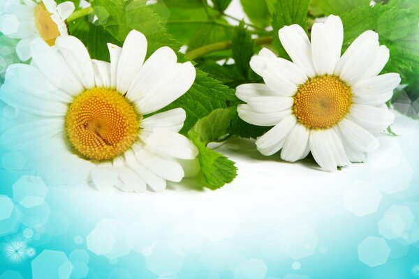 White daisies with green leaves