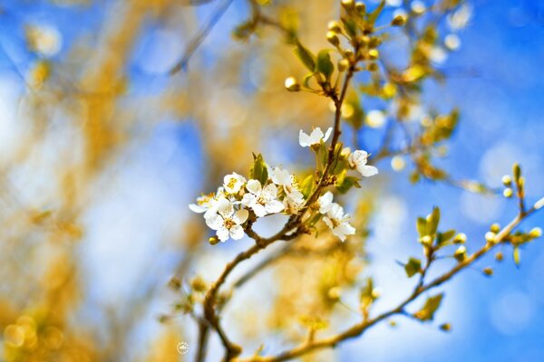 Flower on the background of blue sky nature