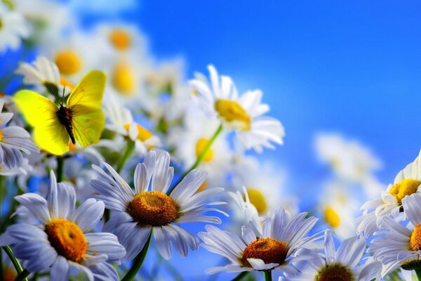 A yellow butterfly flutters over daisies