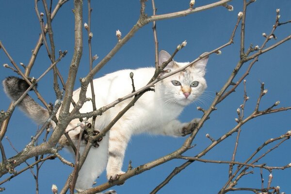 冬天树上勇敢的猫