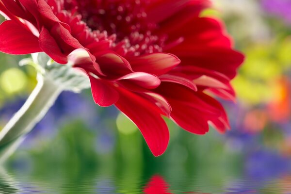 Rote Sommerblume über dem Wasser