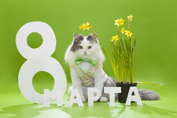 8 mars dans les tons verts avec un chat et des fleurs