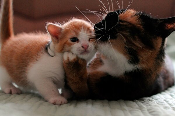 Linda madre de gato con su gatito