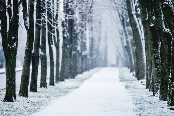 Beauté trempée dans le froid du parc d hiver